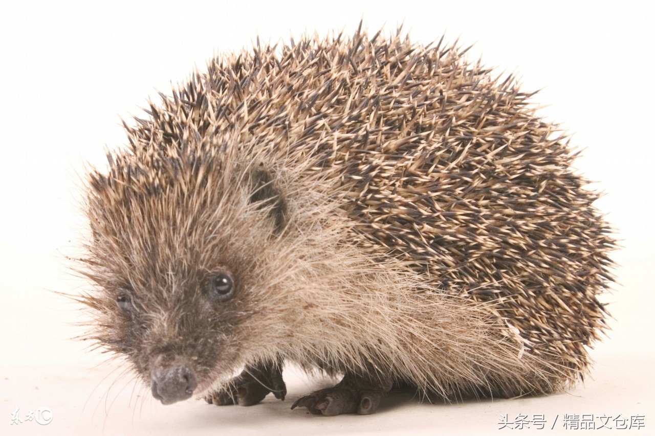 驸马郎救灾无果，气死老父，十年之约，刺猬献身为民