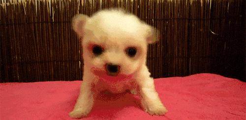 宠物交易骗局视频大全,宠物售卖骗局套路