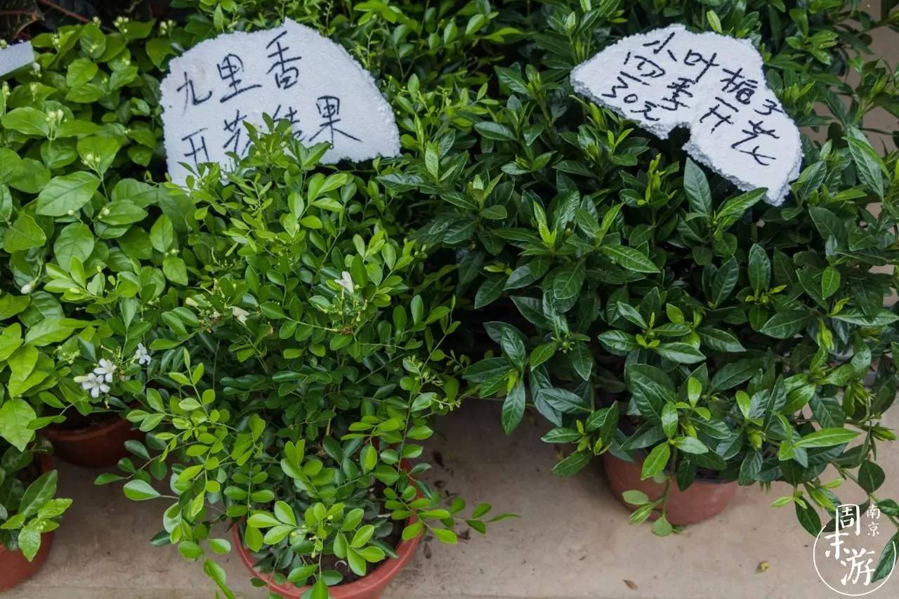 南京市最大的花鸟鱼虫市场在哪里,逛花鸟鱼虫市场的视频