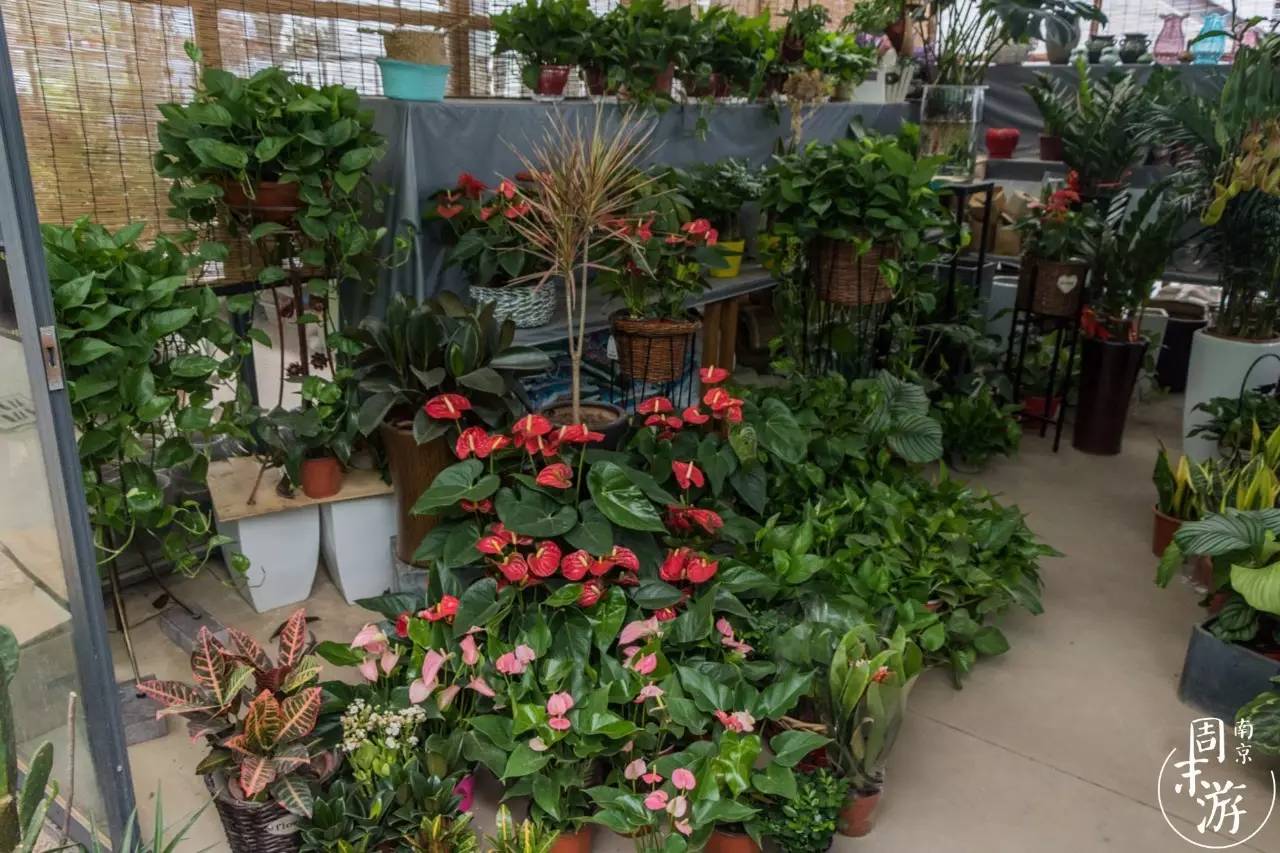 南京夫子庙花鸟鱼虫市场,南京花鸟鱼虫市场