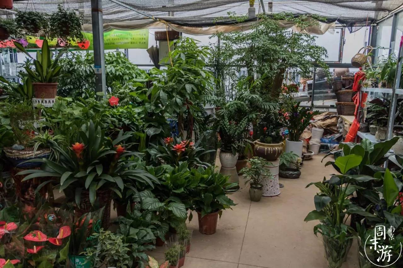 南京市最大的花鸟鱼虫市场在哪里,逛花鸟鱼虫市场的视频