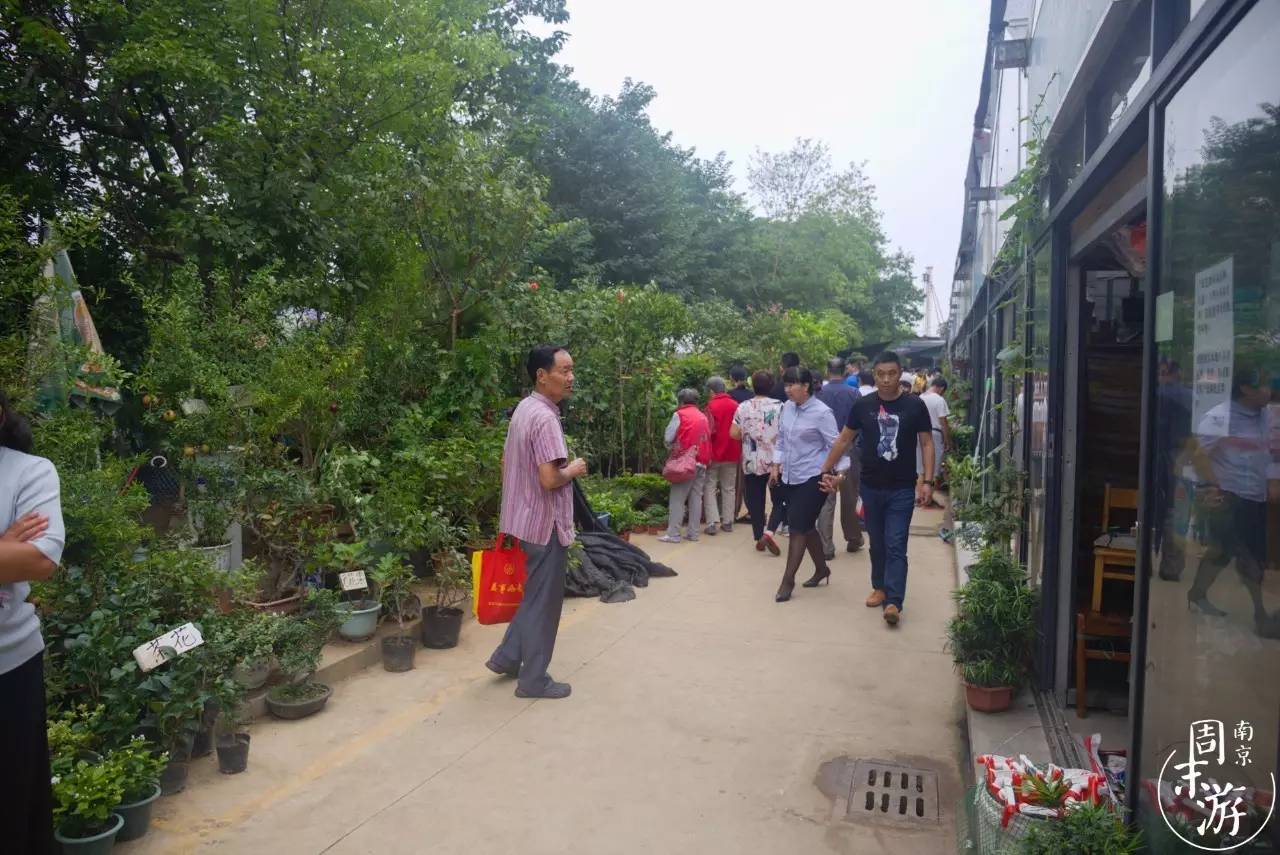 逛南京花卉市场视频,南京夫子庙花鸟鱼虫市场