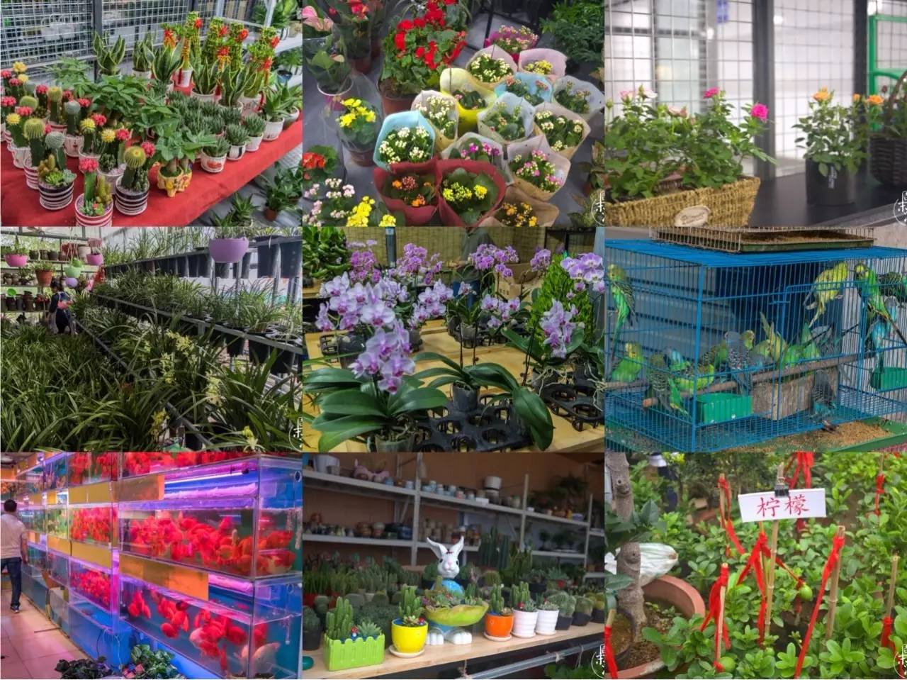 南京夫子庙花鸟鱼虫市场,南京花鸟鱼虫市场