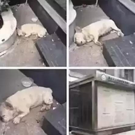 致狗狗的最后一封信,致养狗人士的一封公开信