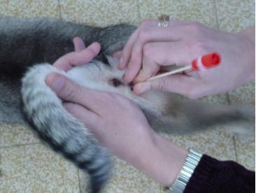 有哪些办法可以缓解母猫发情和停止母猫发情，有哪些利弊？