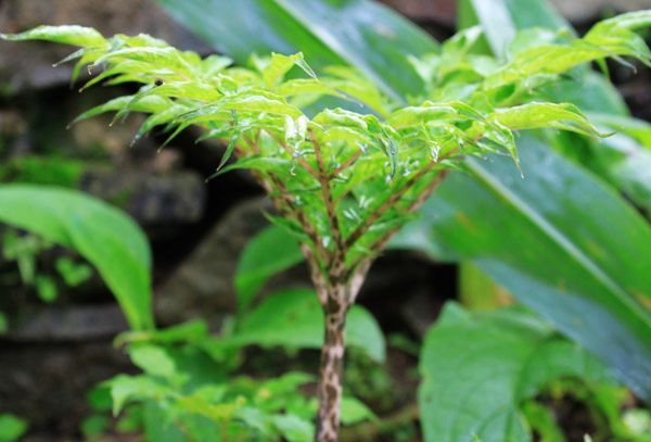 魔芋合理食用,魔芋在食用时需要注意什么
