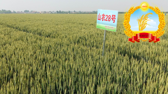 山农28小麦种哪里有卖,小麦品种山农28产量如何