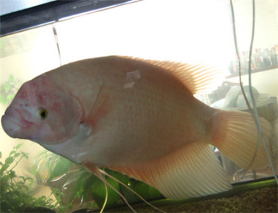 招财鱼寿命一般多长,养招财鱼真的能招财吗