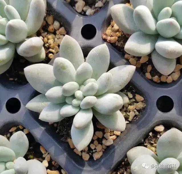 多肉菌类病怎么治,多肉的病虫草害主要有哪些