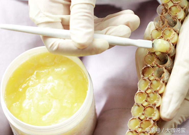 科普蜜蜂蜂王浆,蜜蜂世界神奇的蜂王浆