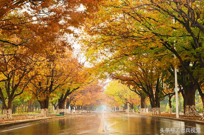 大连的秋天,大连附近秋天值得去的城市