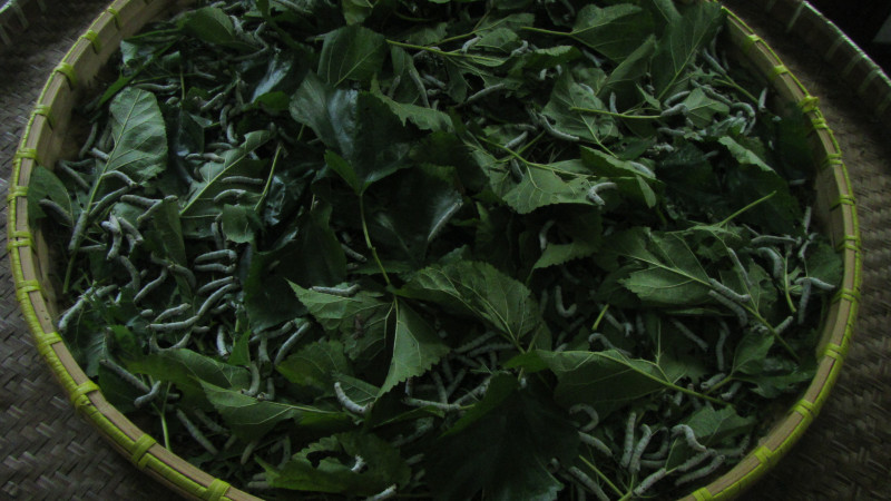 苏州西塘乌镇二日游团从杭州出发,苏州西塘乌镇二日一夜