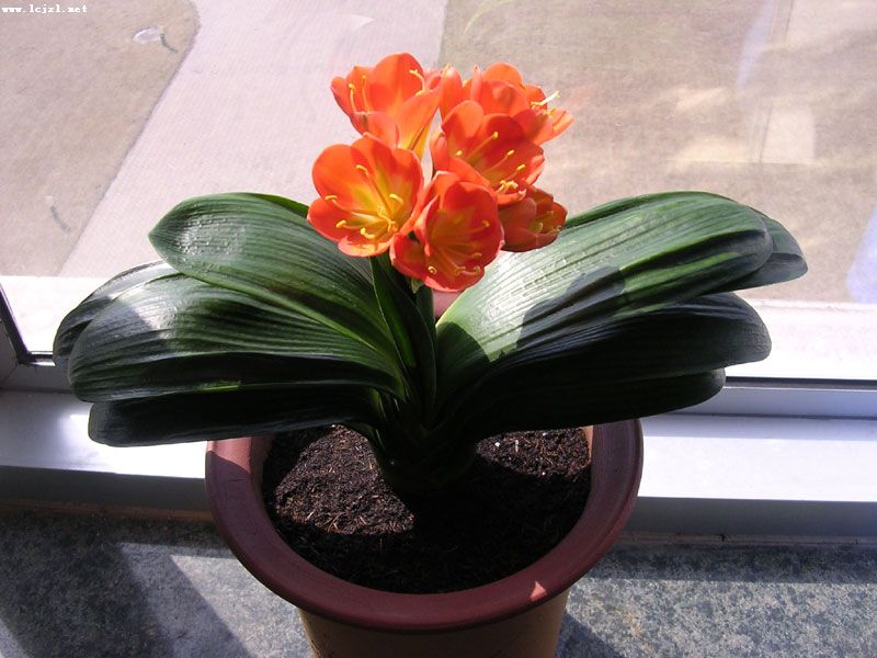 君子兰的养殖方法怎么养才茂盛,开花君子兰的养殖方法和注意事项