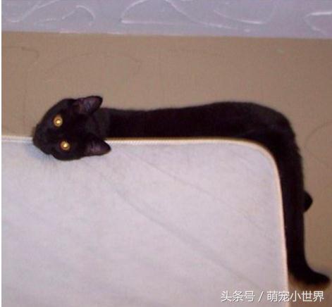 喵星人到底有多软看看你就知道啦,喵星人不太正常的样子