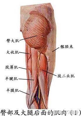 腹直肌分离怎么紧实肚子上的肉,腹直肌的运动疗法是什么
