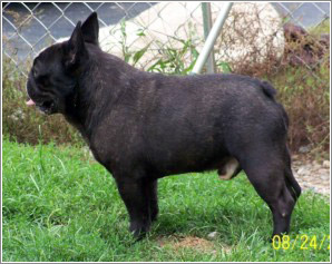 美国akc犬品种大全,法国斗牛犬详情介绍大全