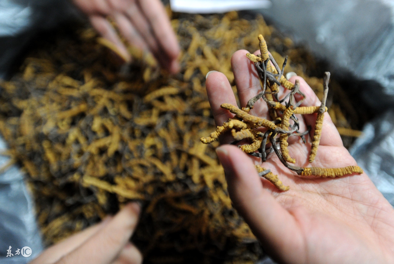 冬虫夏草真的很补身体吗,冬虫夏草炖什么汤最补