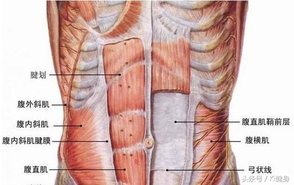 腹直肌分离要锻炼腹外斜肌吗,腹直肌运动解剖功能图