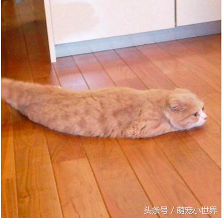 喵星人有什么特征吗图片,喵星人到底有多软看看你就知道啦