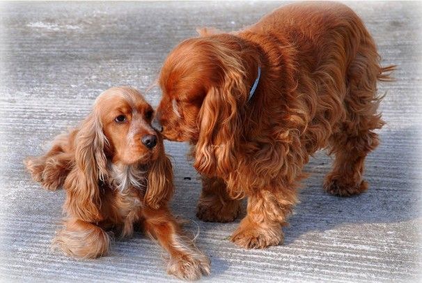 聪明懂人性的狗狗有哪些,什么狗最好看又温顺聪明听主人话