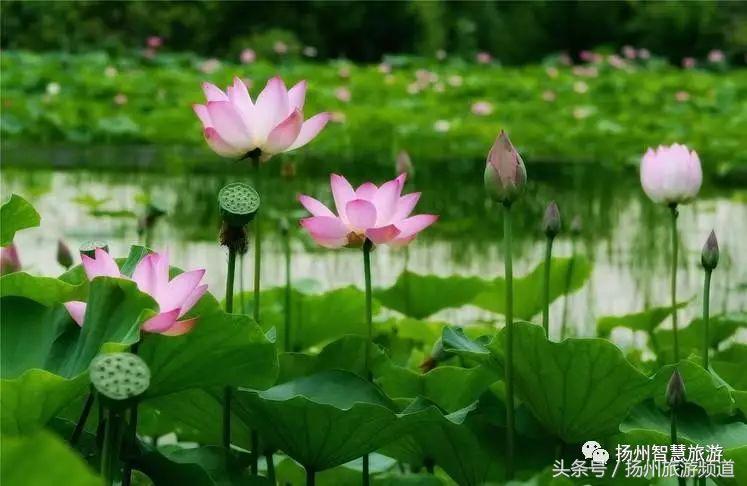 扬州农家乐游玩攻略,扬州十大最美农家乐