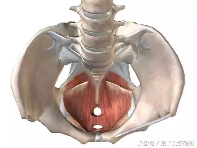 瑜伽怎么做才能改善盆底肌,瑜伽哪个动作可以改善盆底肌