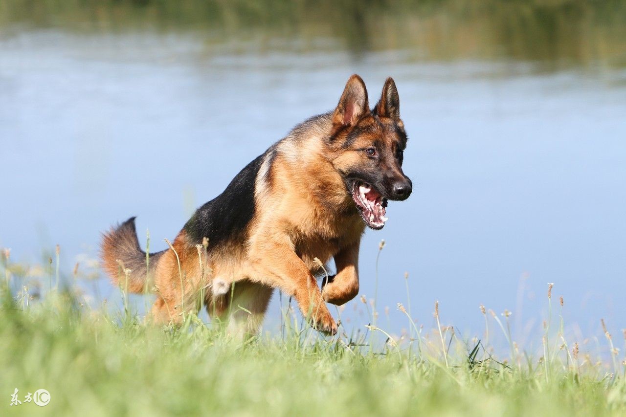 德牧的正确的饲养方法,刚生产完的德牧老母狗如何饲养