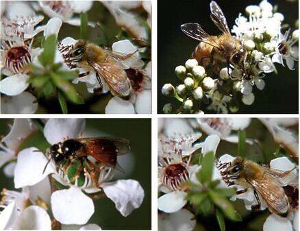 麦卢卡蜂蜜只有新西兰有吗,麦卢卡蜂蜜国内假的多吗