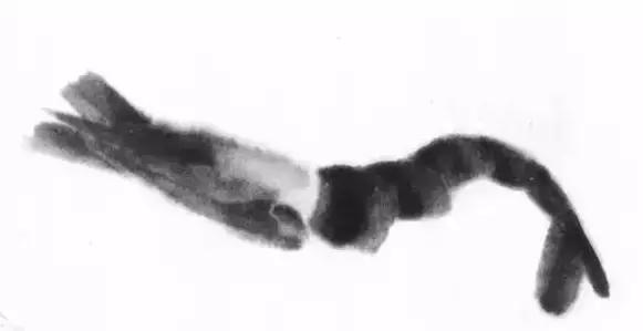 怎么临摹齐白石画的虾教程,齐白石虾的画法教程