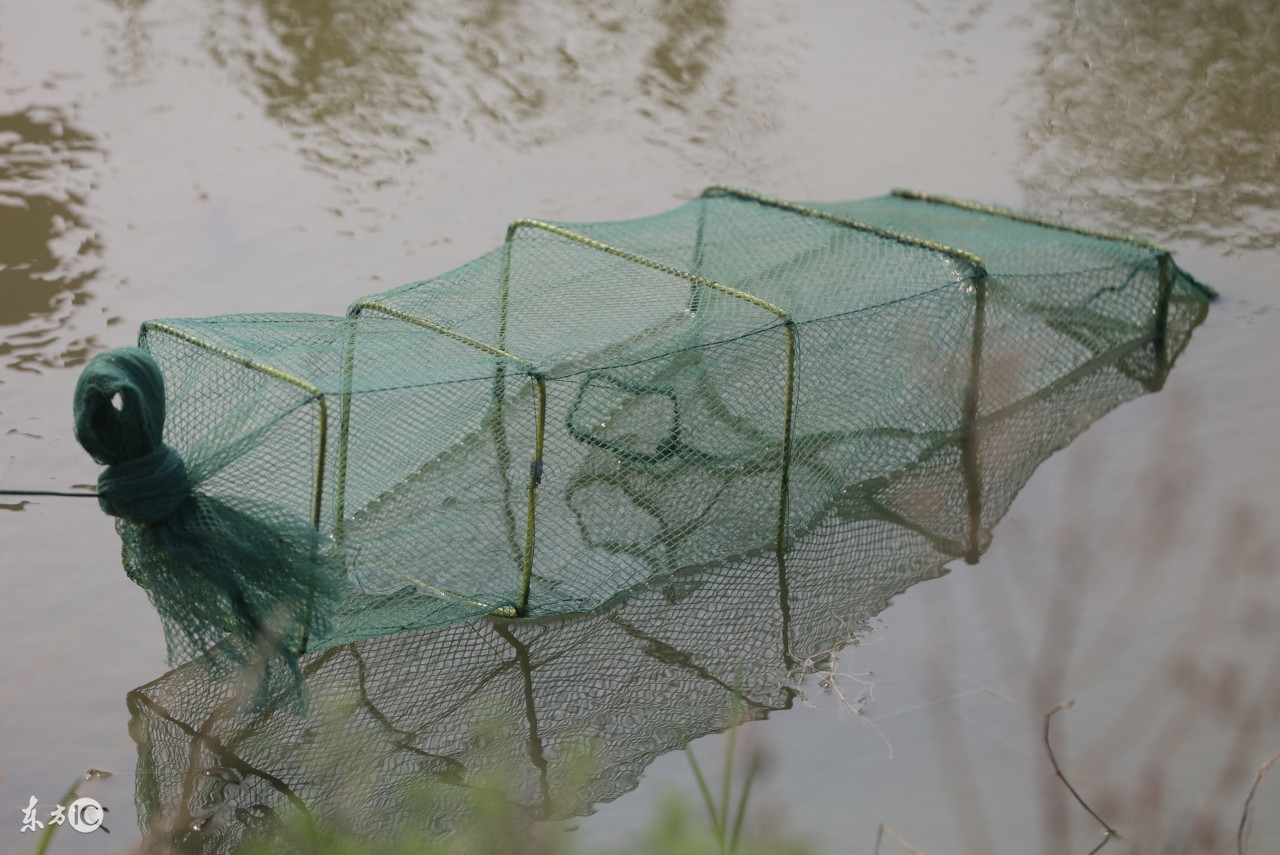 龙虾塘下地笼怎样能多逮龙虾,地笼捕龙虾最快最多的办法