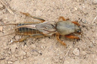 常见的大虫子科普,盘点那些你没见过的虫子