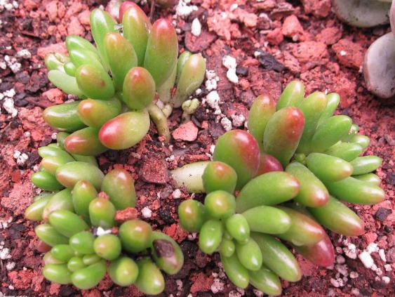 不知道什么植物养不活,不知道自己养的多肉是什么品种