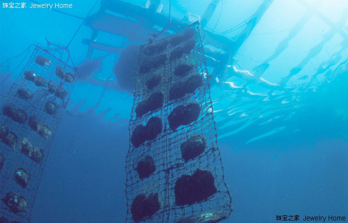 akoya珍珠深度解读,akoya珍珠怎么那么小