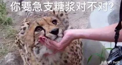 与野生猎豹亲密接触,摄影师野外河边拍摄野生猎豹