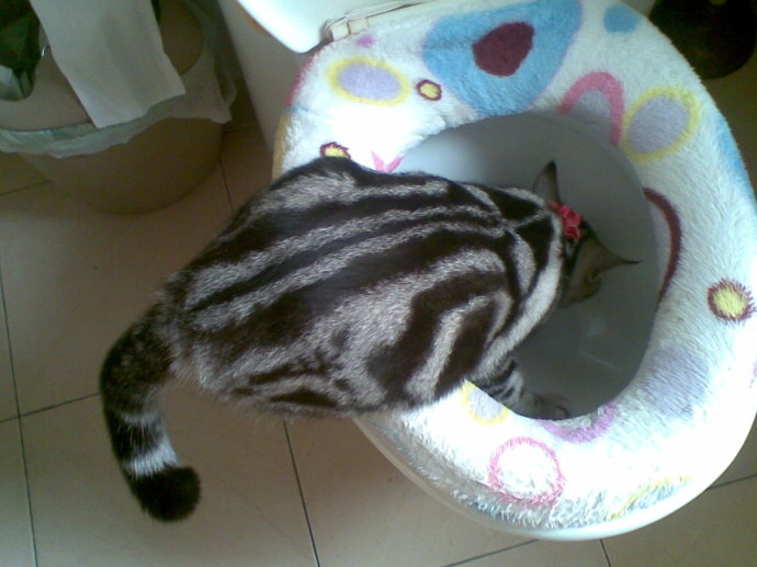 瀹犵墿鍠濅笉骞插噣鐨勬按鐢熺梾,瀹犵墿涔辨媺灞庡翱鎬庝箞瑙e喅