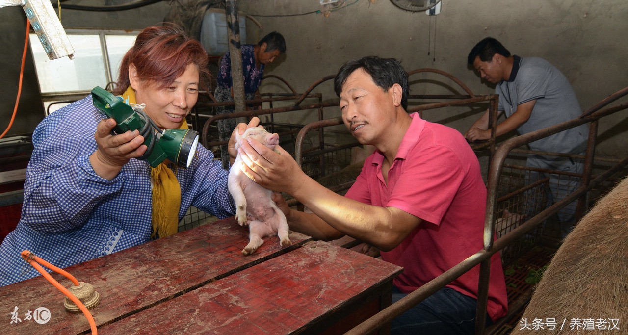 蓝耳病会引起母猪子宫内膜炎吗,母猪有子宫内膜炎可以输精不
