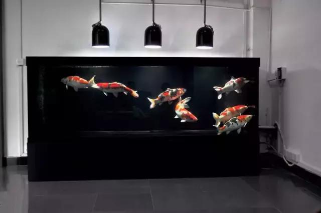 锦鲤鱼缸水浑浊怎么变清澈,锦鲤鱼缸一喂食就水浑浊