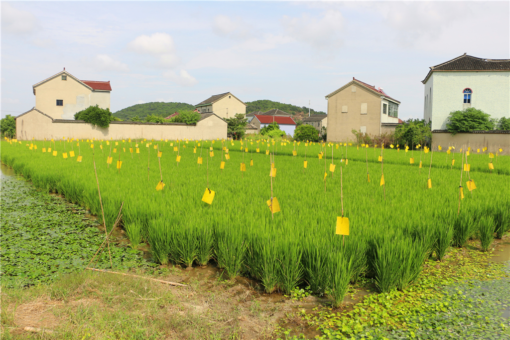 品农家菜肴田园生活,嘉兴南北湖农家乐推荐
