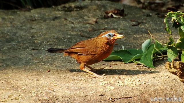打架最厉害六种画眉鸟,什么鸟打架最厉害