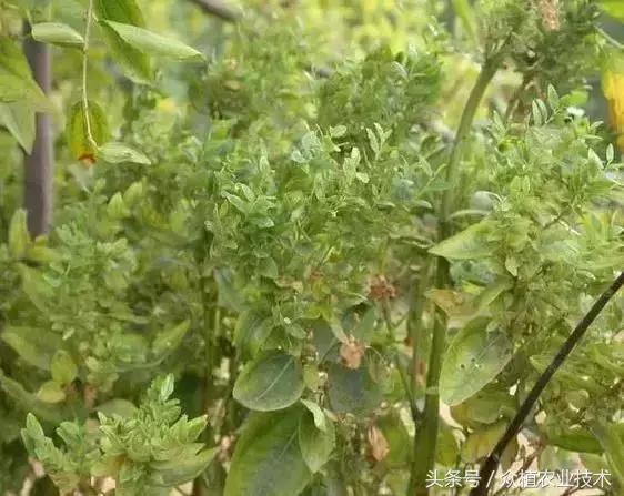 枣树枣疯病的症状，以及防治方法