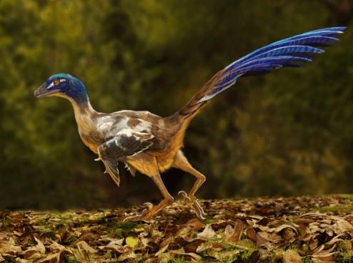 始祖鸟是什么动物？始祖鸟是鸟类的祖先吗？