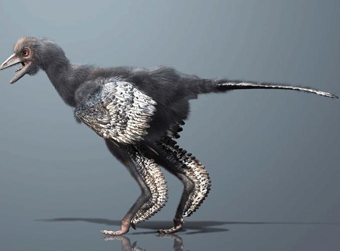 始祖鸟是什么动物？始祖鸟是鸟类的祖先吗？