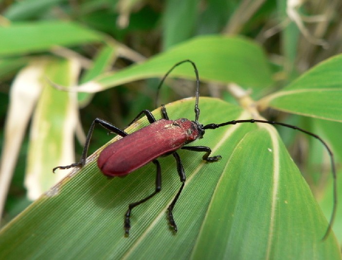 常见的大虫子科普,盘点那些你没见过的虫子