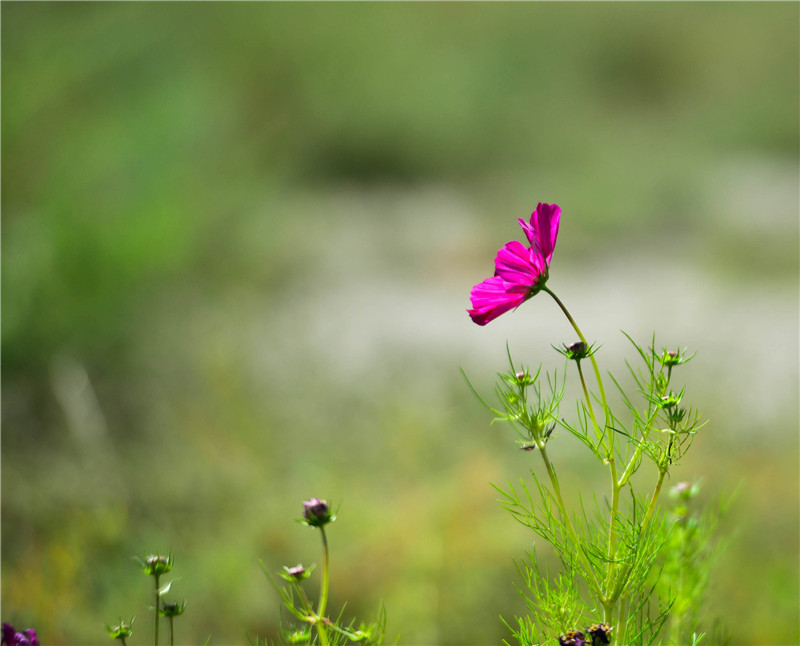 肃北七彩花海,肃北百亩花海在哪里