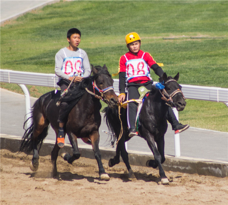 肃北七彩花海,肃北百亩花海在哪里