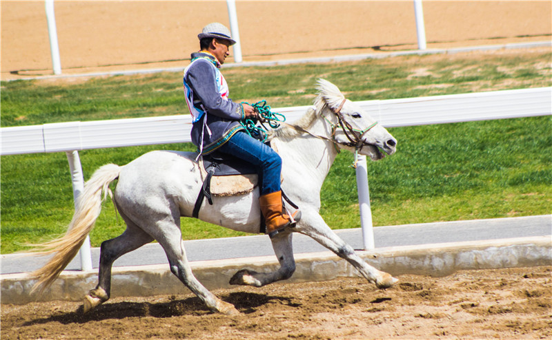 肃北七彩花海,肃北百亩花海在哪里