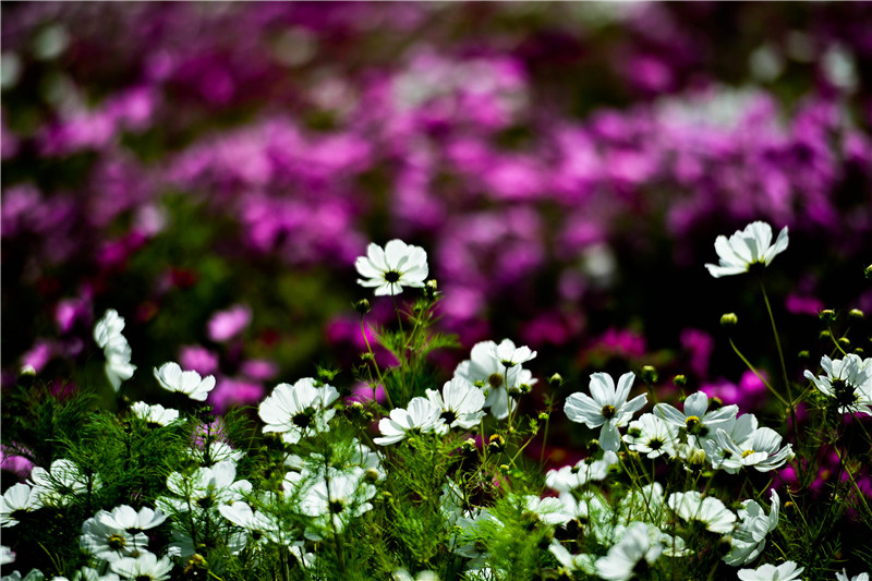 肃北七彩花海,肃北百亩花海在哪里