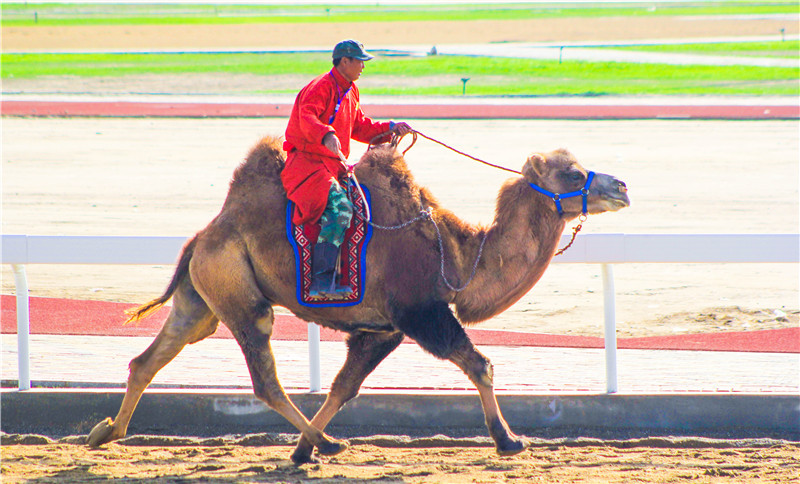肃北七彩花海,肃北百亩花海在哪里
