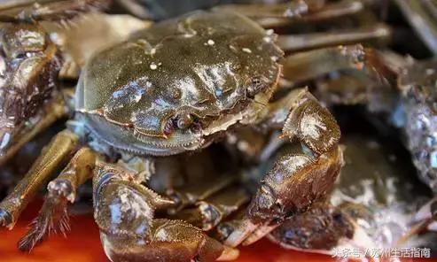 一部iPhoneX的钱,能在苏州干什么?2800个鲜肉月饼……