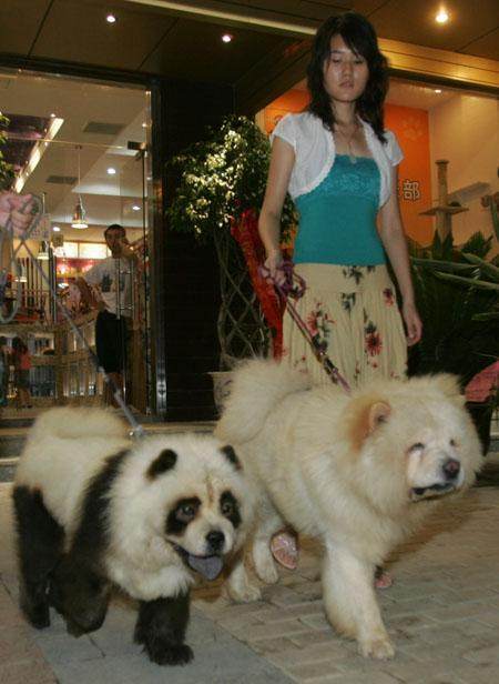 世界名犬,松狮犬可爱视频